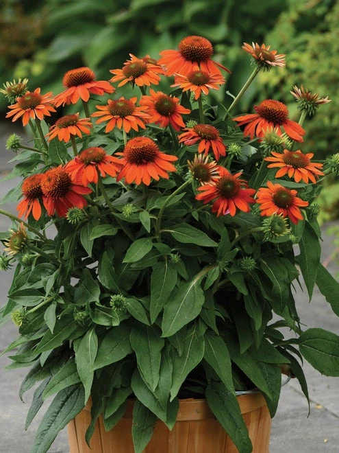 Echinacea, Sombrero Adobe Orange - Image 5