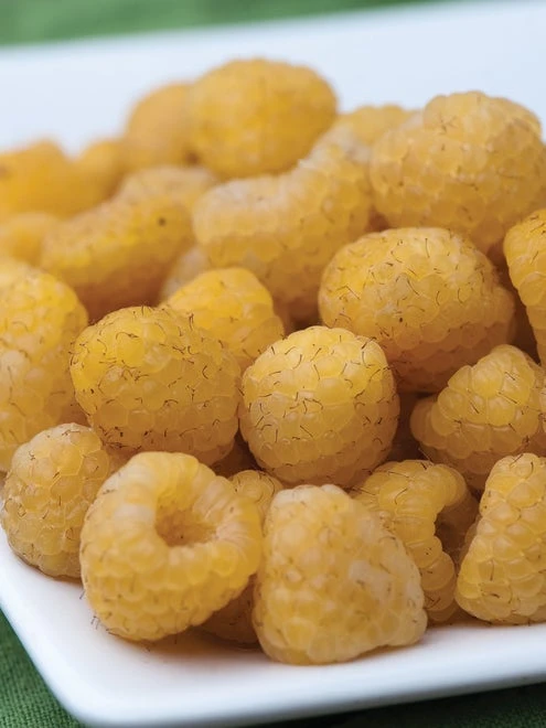 Raspberry, Anne - Image 4