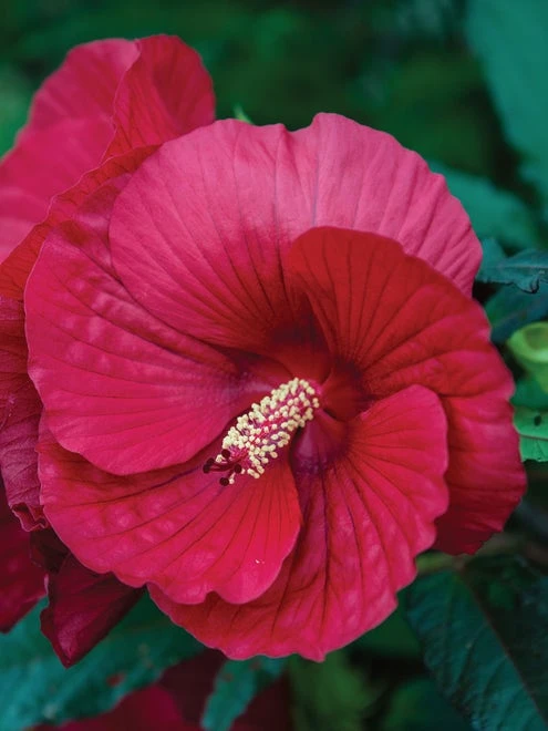Hibiscus, Midnight Marvel - Image 5