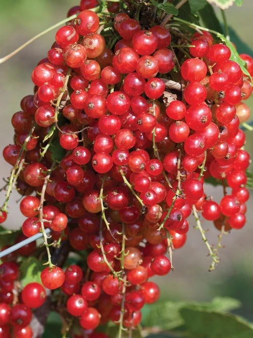 Currant, Jonkheer Van Tets, Red Early - Image 2