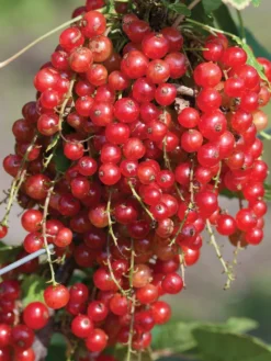 Currant, Jonkheer Van Tets, Red Early