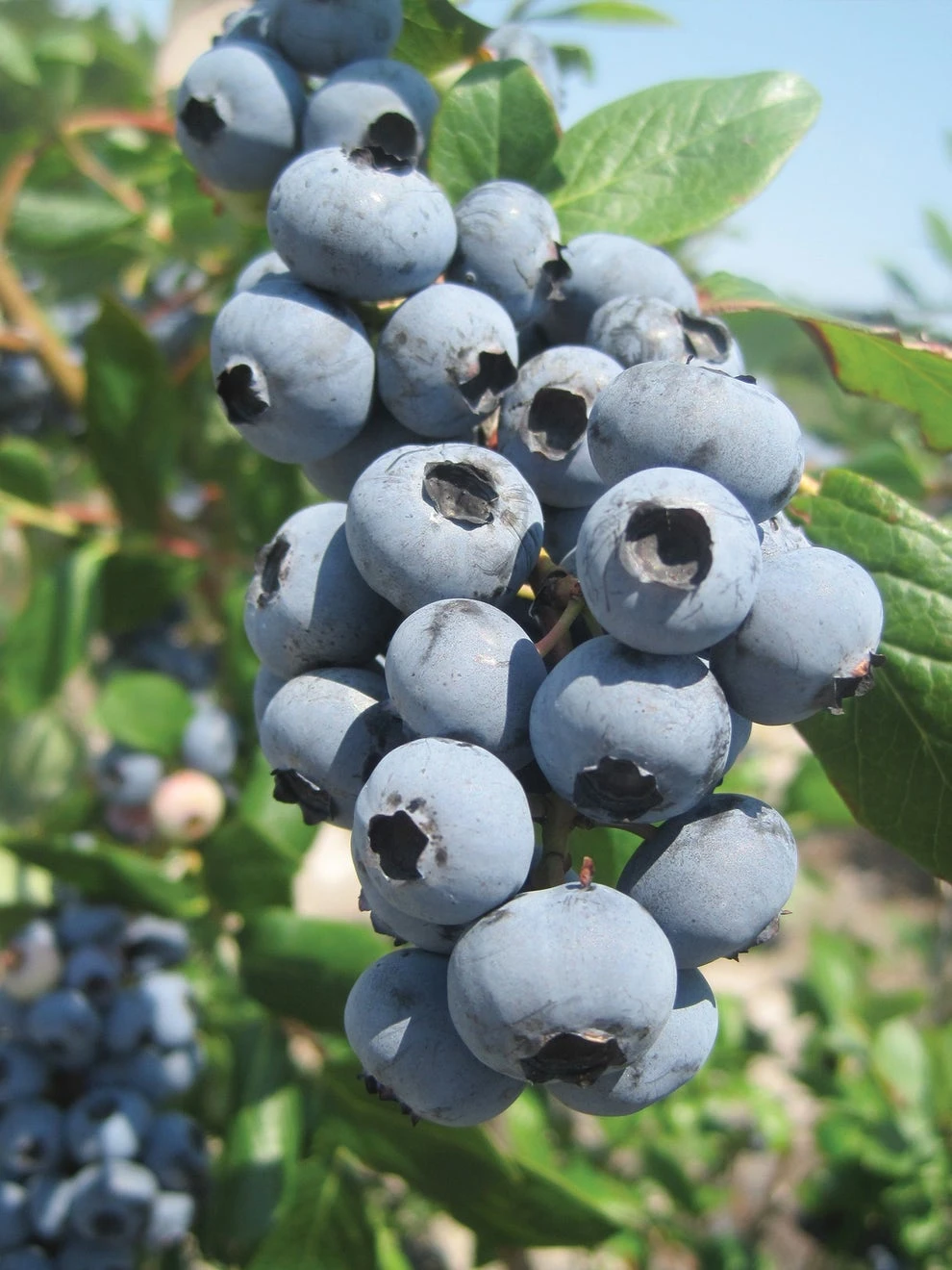 Blueberry, Jewel - Image 2