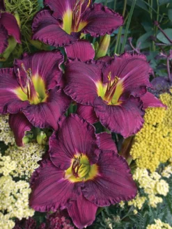 Daylily, Rainbow Rhythm® Nosferatu