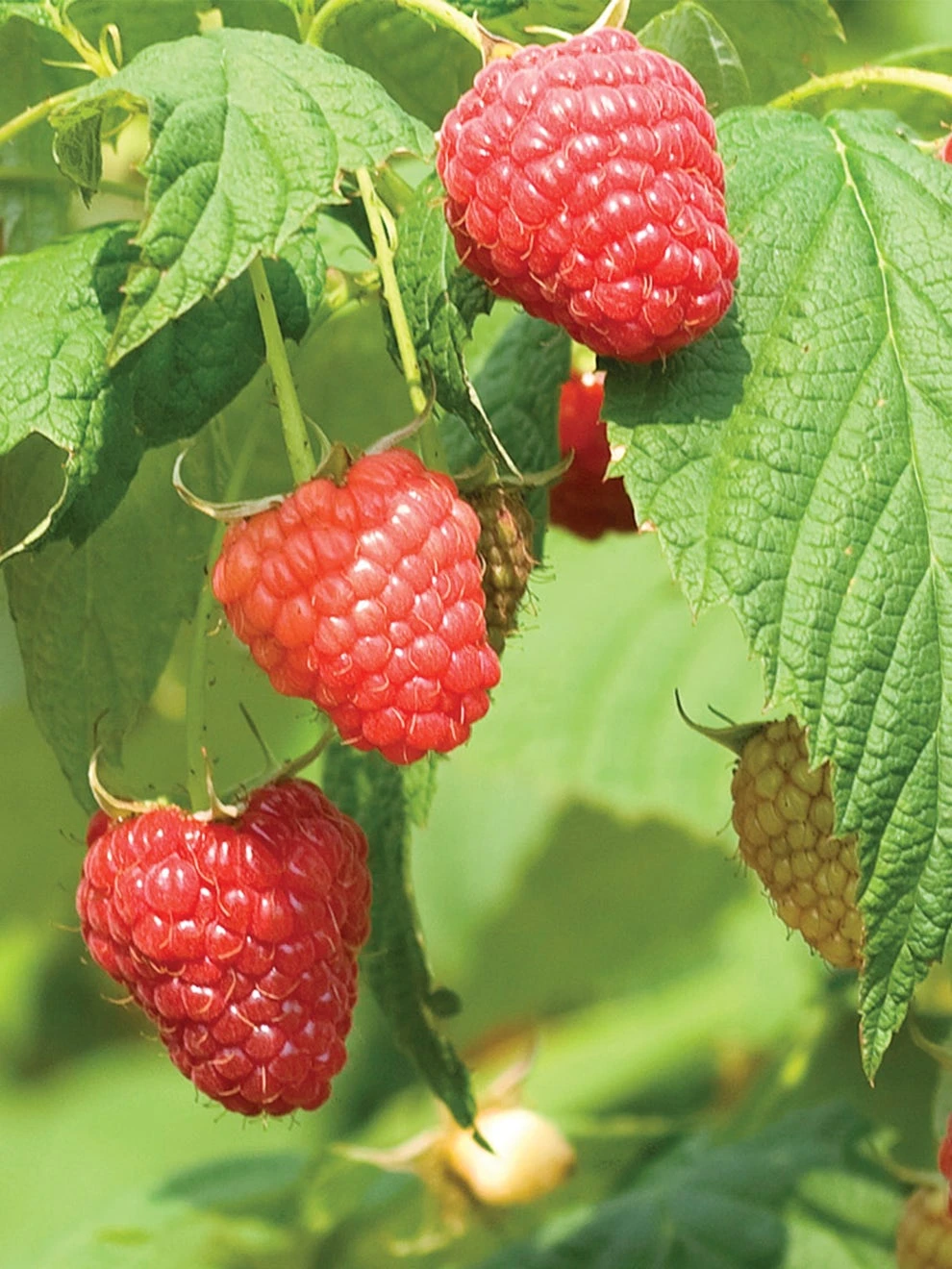 Raspberry, Polana PPAF - Image 2