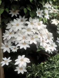 Clematis, Henryi (white)