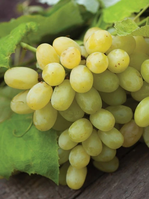 Grape, Marquis Seedless - Image 4