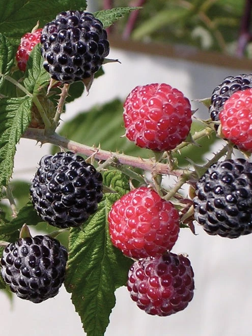 Raspberry, Niwot - Image 4