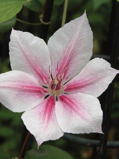 Clematis, Pink Fantasy - Image 2