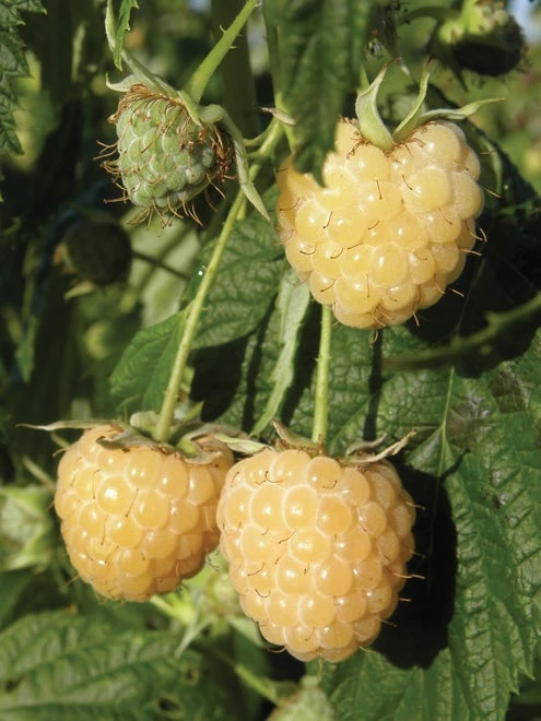 Raspberry, Anne - Image 6