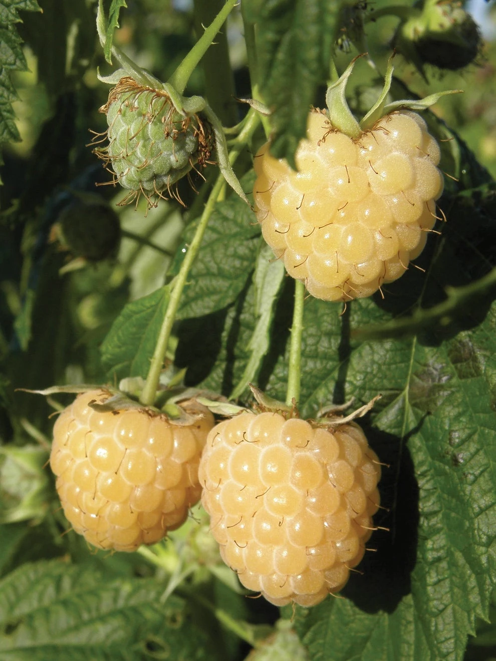 Raspberry, Anne - Image 3