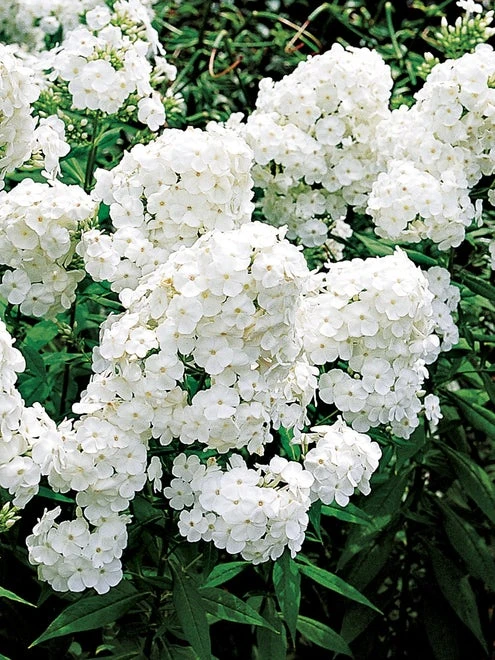 Phlox, David - Image 4