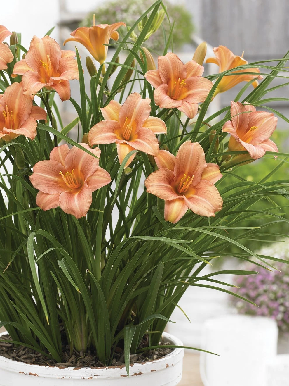 Daylily, EveryDaylily Pink Wing