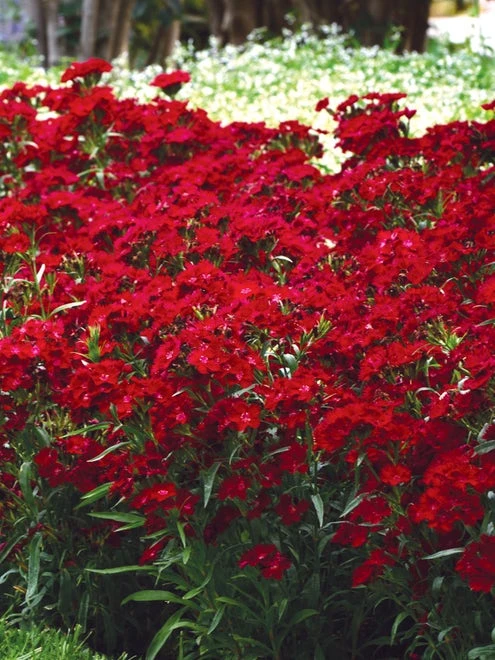 Dianthus, Rockin Red - Image 5
