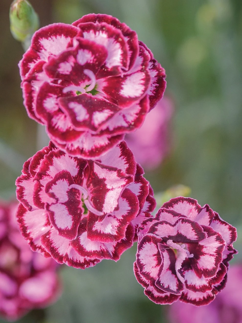 Dianthus, Scent From Heaven Angel Of Compassion
