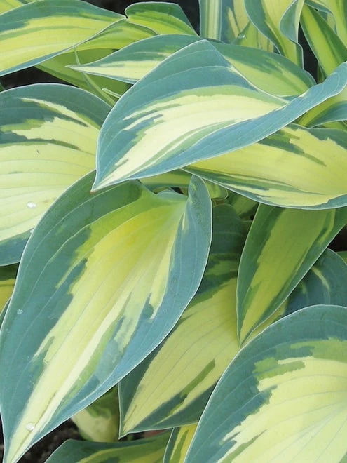 Hosta, Magic Island - Image 4