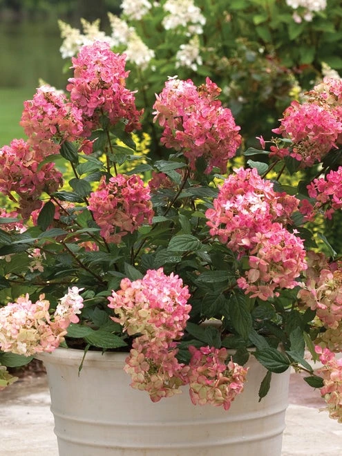 Hydrangea Paniculata, Fire Light® - Image 3