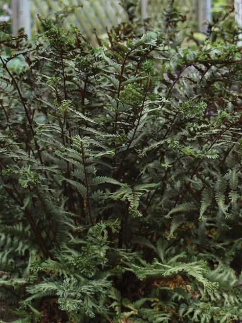 Fern, Crested Surf - Image 6