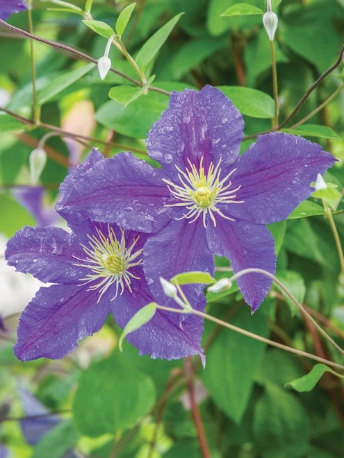 Clematis, Jackmanii - Image 3