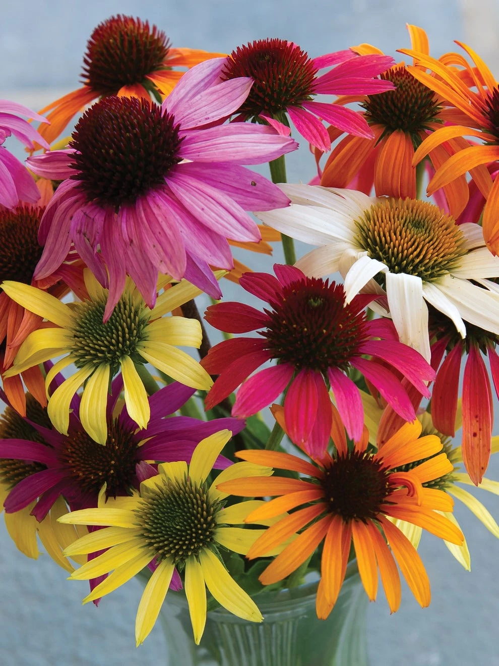 Echinacea, Paradiso Mix - Image 2