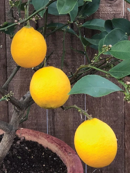 Improved Meyer Lemon Citrus Tree - Image 5