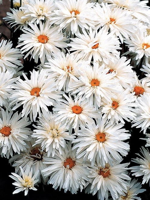 Shasta Daisy, Crazy Daisy - Image 2