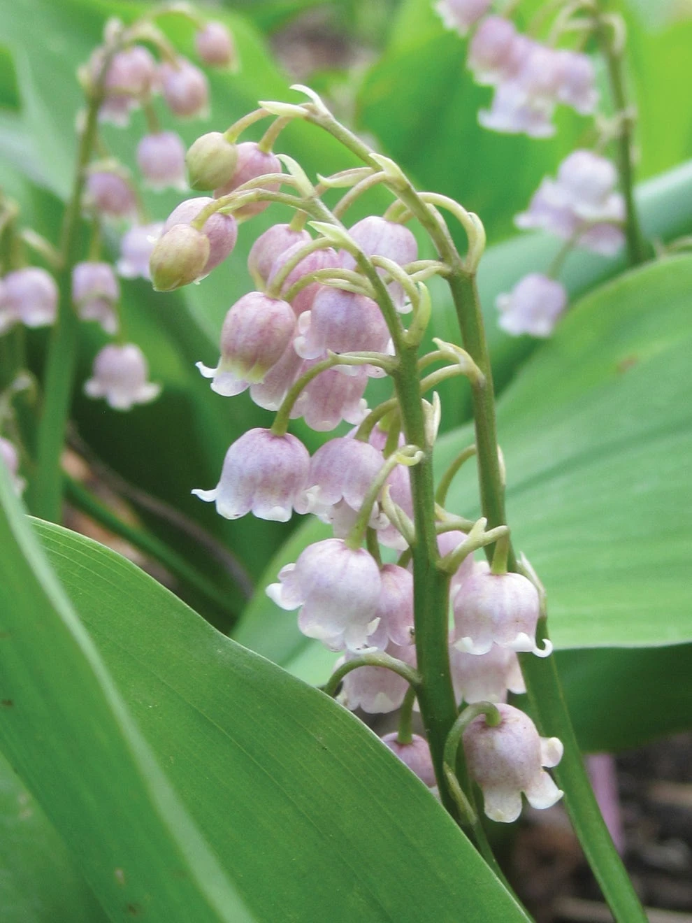 Lily Of The Valley, Rose