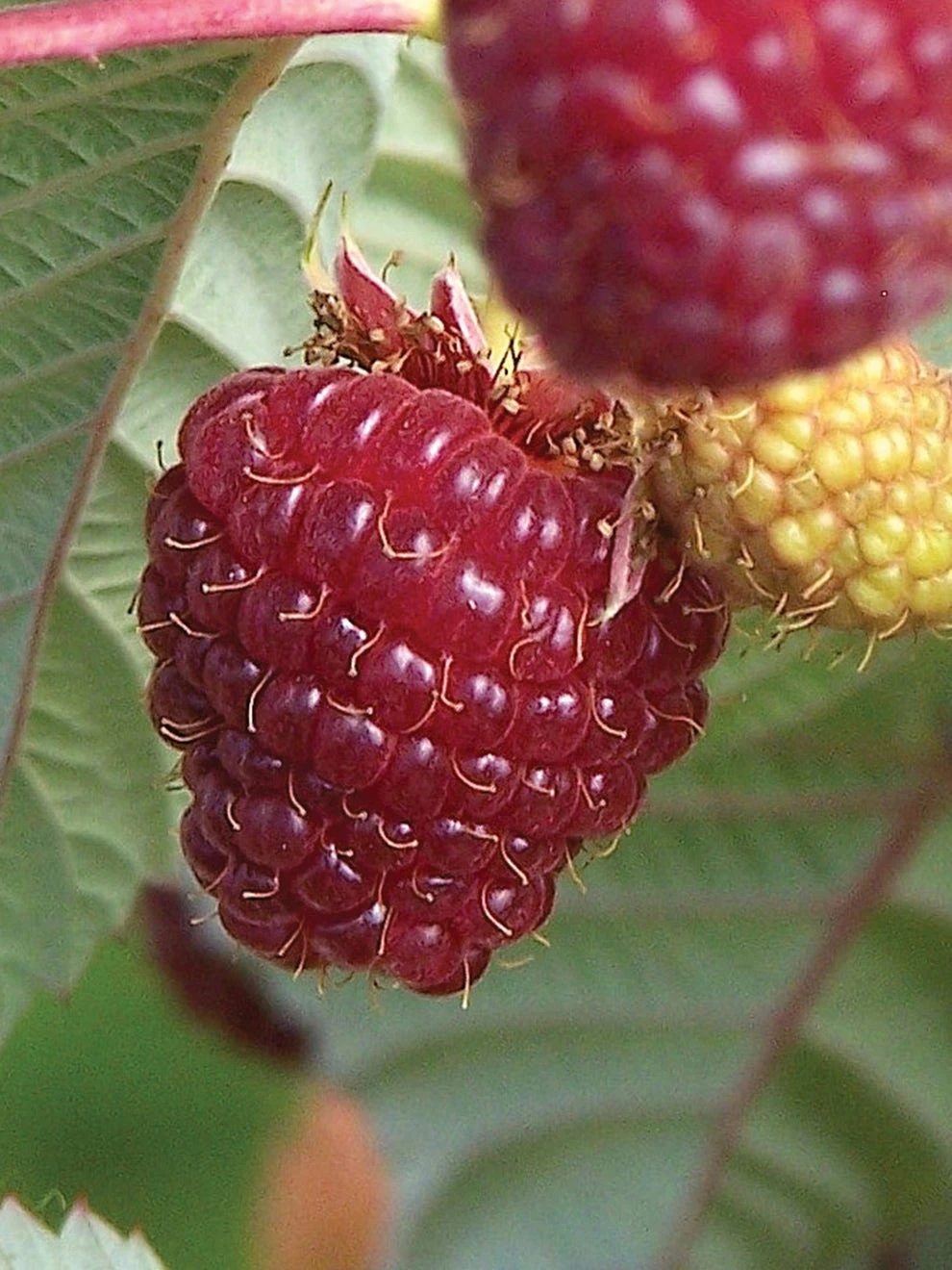 Raspberry, Crimson Night PPAF - Image 2