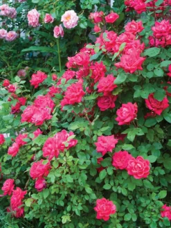 Rose, The Double Knock Out