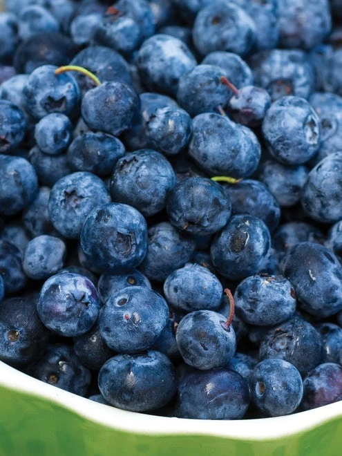 Blueberry, Bluejay - Image 3