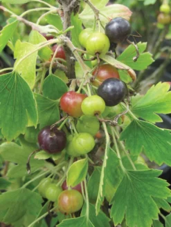 Currant, Consort Black