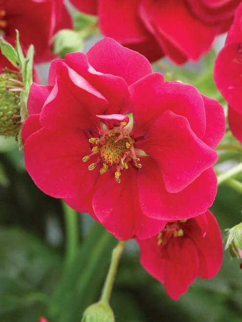 Strawberry, Summer Breeze Deep Rose - Image 4