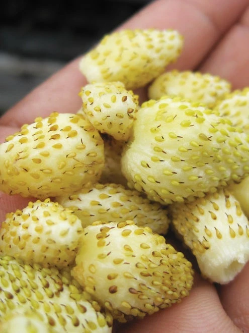 Strawberry, Alpine Yellow Wonder - Image 2