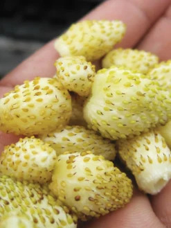 Strawberry, Alpine Yellow Wonder