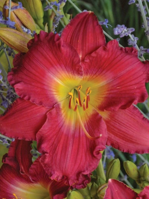 Daylily, Romantic Returns - Image 2