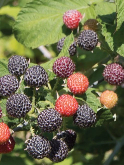 Raspberry, Niwot - Image 5