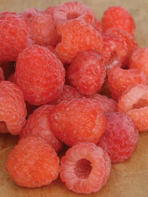 Raspberry, Double Gold - Image 4