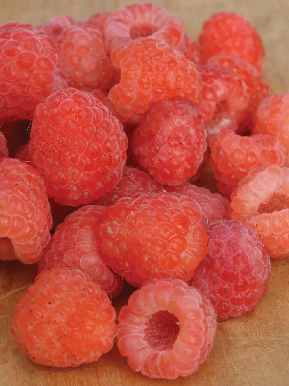 Raspberry, Double Gold - Image 2