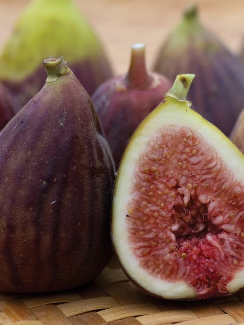 Fig, LSU Purple - Image 4