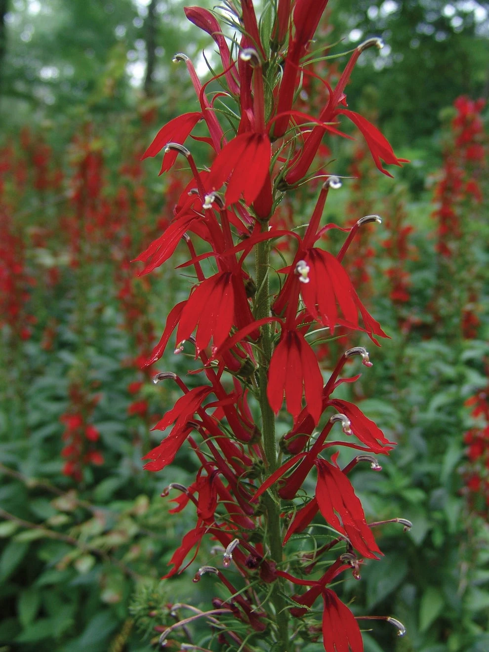 Lobelia, Cardinal Flower - Image 2