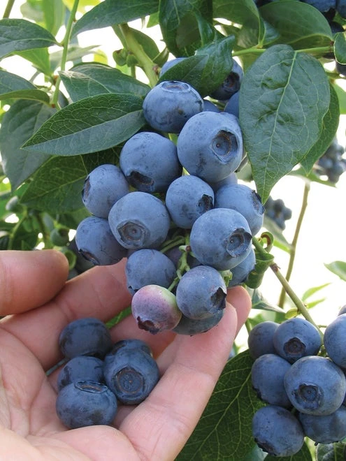 Blueberry, Spartan - Image 2