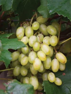 Grape, Neptune PP 12,302