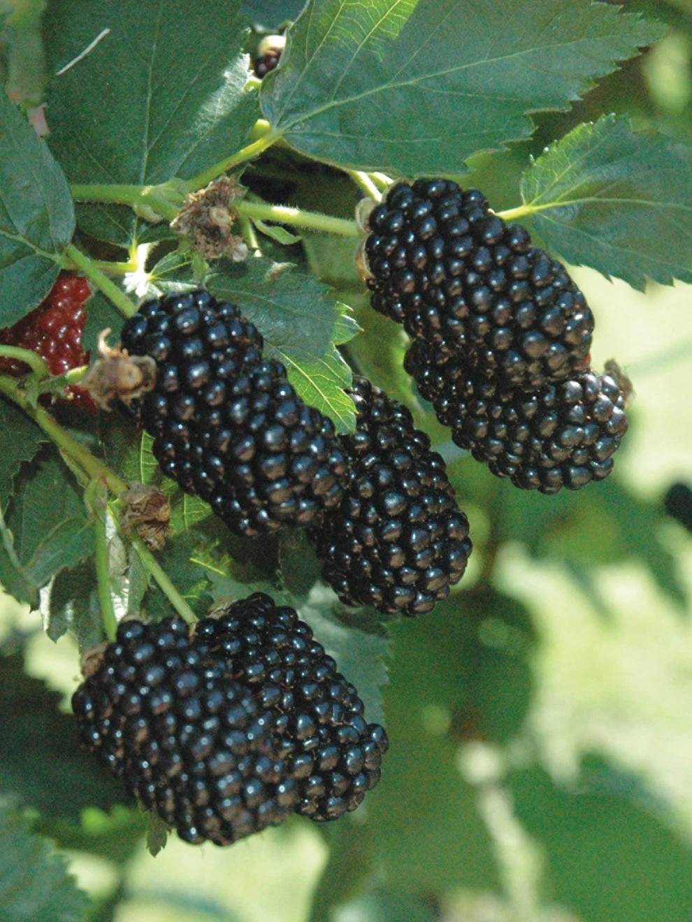 Blackberry, Prime-Ark Freedom