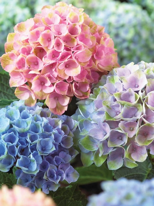Hydrangea, Magical Everlasting Revolution - Image 2