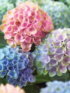 Hydrangea, Magical Everlasting Revolution