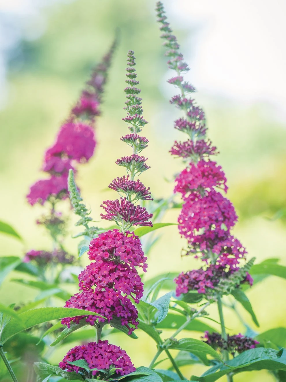 Buddleia, Miss Molly