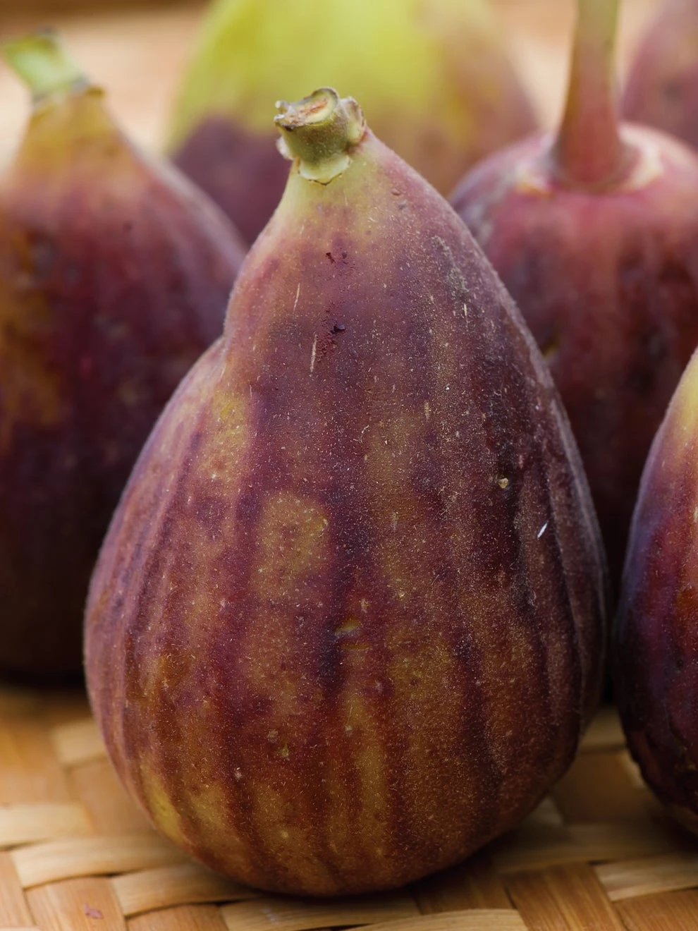Fig, LSU Purple