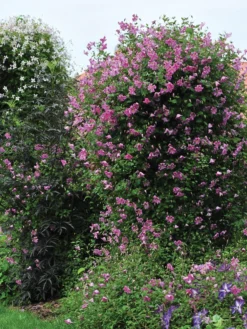 Clematis, Pink Mink®