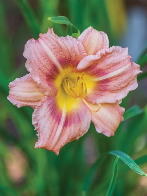 Daylily, Chorus Line - Image 2