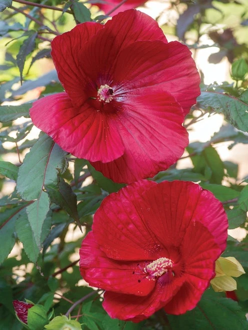 Hibiscus, Midnight Marvel - Image 6