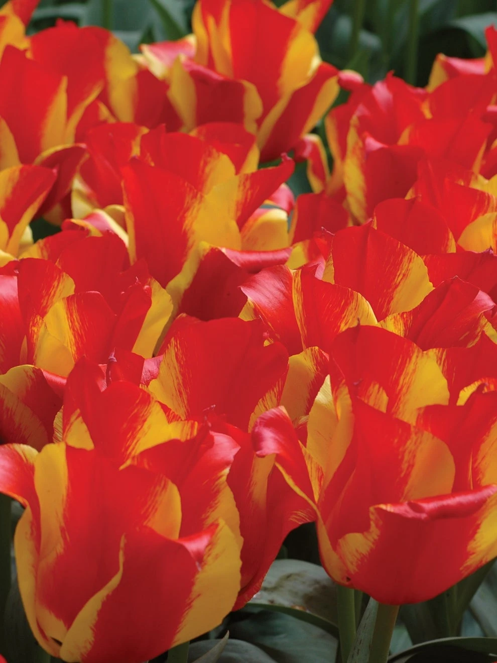 Tulip, Kiev - Image 2